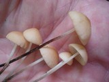 Rhizomarasmius pyrrhocephalus image