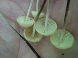 Rhizomarasmius pyrrhocephalus image