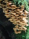Xeromphalina kauffmanii image