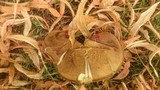 Boletus luridus image