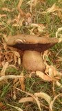 Boletus luridus image