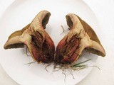 Boletus luridus image