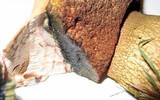 Boletus luridus image