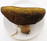 Boletus luridus image