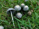 Coprinellus hiascens image