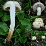 Pholiota gummosa image