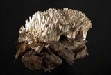 Tremellodendron pallidum image