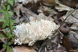 Tremellodendron pallidum image