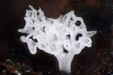 Ceratiomyxa fruticulosa var. fruticulosa image