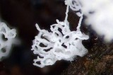 Ceratiomyxa fruticulosa var. fruticulosa image