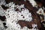 Ceratiomyxa fruticulosa var. fruticulosa image