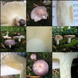 Russula ionochlora image