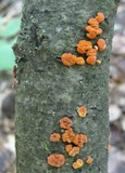 Peniophora rufa image
