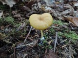 Entoloma formosum image