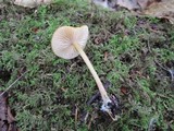 Entoloma formosum image