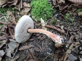 Austroboletus gracilis image
