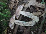 Leccinum insigne image