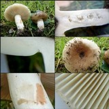 Russula amoenolens image