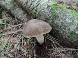 Retiboletus griseus image