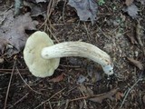 Retiboletus griseus image