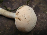 Boletus pallidus image