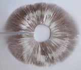 Agaricus arvensis image