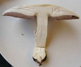 Agaricus arvensis image