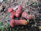 Suillus spraguei image