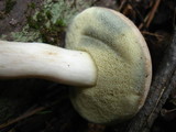 Boletus pallidus image