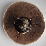 Agaricus arvensis image