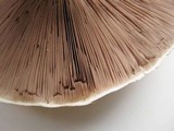 Agaricus arvensis image