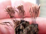 Stemonitis splendens image