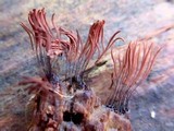 Stemonitis splendens image
