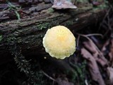 Cyptotrama chrysopepla image
