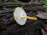 Cyptotrama chrysopepla image