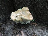 Bondarzewia berkeleyi image