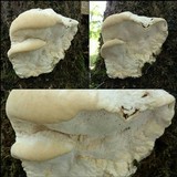 Aurantiporus fissilis image