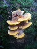 Pycnoporellus fulgens image