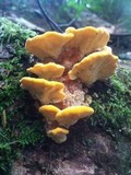 Pycnoporellus fulgens image
