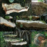 Perenniporia fraxinea image