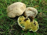 Boletus radicans image