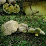 Boletus radicans image