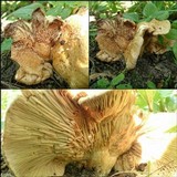 Lactarius acerrimus image