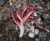 Clathrus archeri image