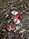 Clathrus archeri image