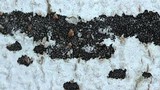 Ascodichaena rugosa image