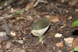 Lactarius atroviridis image