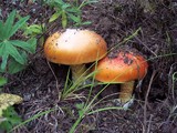 Amanita yema image
