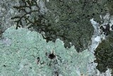 Bacidia schweinitzii image