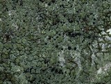 Bacidia schweinitzii image